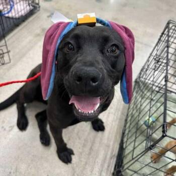 Pit Bull Terrier Dogs Available for Adoption in Turlock, California - Bixby | PetCurious