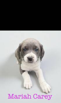 Rescue Pit Bull Terrier Dogs for Adoption in Seaside Heights, New Jersey - Mariah Carey | PetCurious