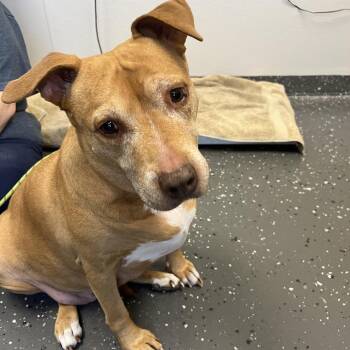 Mixed Breed Dogs Available for Adoption in Columbiana, Alabama - Charlie (was Nilly) | PetCurious