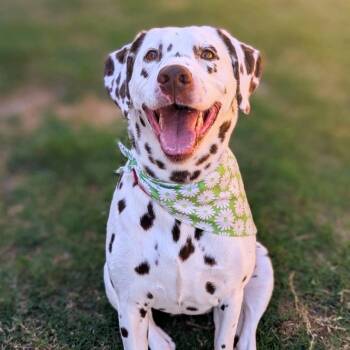 Emerald -  Dalmatian Dog for Adoption in Helena, Alabama - Emerald | PetCurious