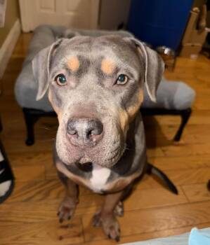Brook Lynn -  Mixed Breed Dog for Adoption in New York, New York - Brook Lynn | PetCurious