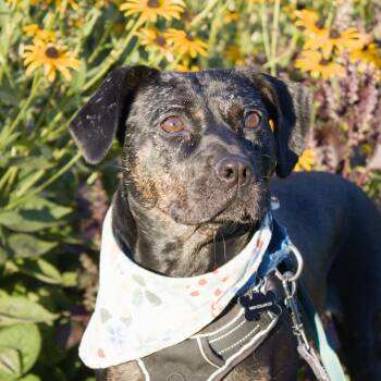 Mishka -  Mixed Breed Dog for Adoption in Oakville, Ontario - Mishka | PetCurious