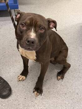 Duke -  Pit Bull Terrier Dog for Adoption in Cleveland, Ohio - Duke | PetCurious