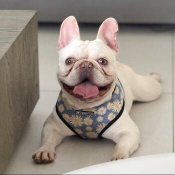Dumpling -  French Bulldog Dog Available for Adoption in Sunrise, Florida - Dumpling | PetCurious