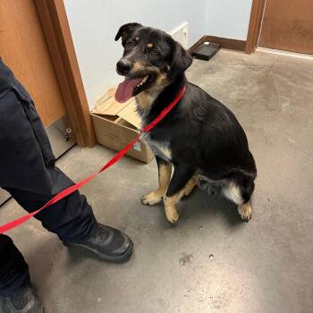 BC-Gus -  Australian Cattle Dog Blue Heeler and Australian Shepherd Dog for Adoption in Idaho Falls, Idaho - BC-Gus | PetCurious