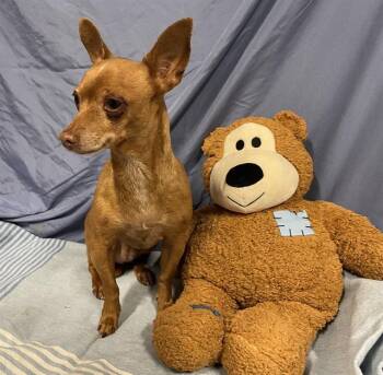 Miniature Pinscher and Mixed Breed Dogs Available for Adoption - A608776 | PetCurious