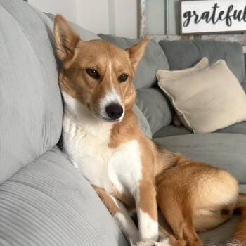 Astral -  Husky Dog for Adoption in Oakville, Ontario - Astral | PetCurious