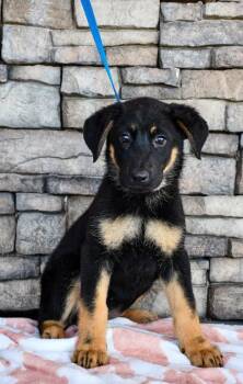 Amber -  Labrador Retriever and German Shepherd Dog Dog Available for Adoption in Yakima, Washington - Amber | PetCurious