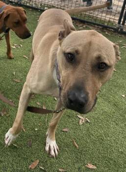 Black Mouth Cur Dogs Available for Adoption - Turkey (Scooby) | PetCurious