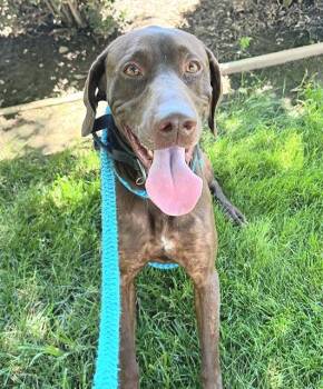RUGER -  Pointer Dog for Adoption in Sacramento, California - RUGER | PetCurious