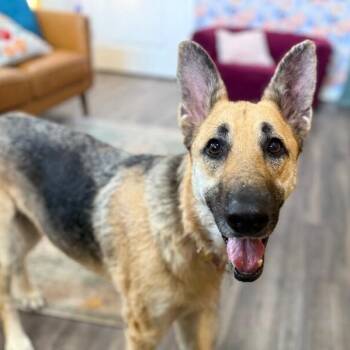 Zora Cozy Concierge -  German Shepherd Dog and Shepherd Dog for Adoption in Friendswood, Texas - Zora Cozy Concierge | PetCurious