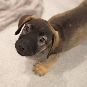 Nettle 22435 -  Basset Hound and Labrador Retriever Dog for Adoption in Cumming, Georgia - Nettle 22435 | PetCurious