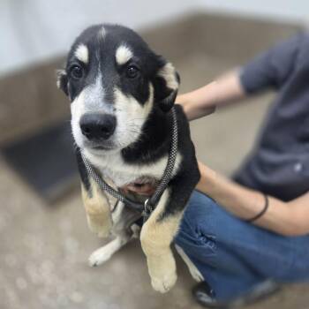 Gazpacho -  Anatolian Shepherd and German Shepherd Dog Dog for Adoption in Incline Village, Nevada - Gazpacho | PetCurious