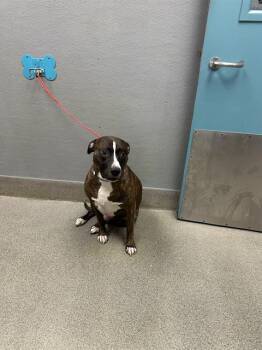 PRINTS -  Pit Bull Terrier Dog for Adoption in Las Vegas, Nevada - PRINTS | PetCurious