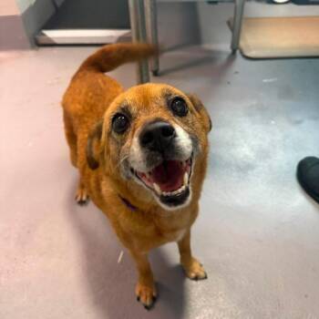 Eleanor Rigby -  Mixed Breed Dog for Adoption in Aldie, Virginia - Eleanor Rigby | PetCurious