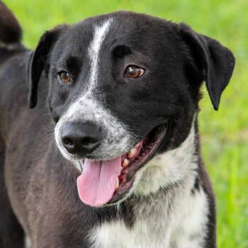 Doug -  Mixed Breed Dog for Adoption in Miami, Florida - Doug | PetCurious