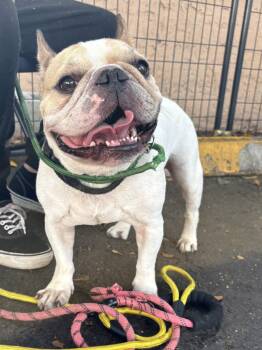 French Bulldog Dogs Available for Adoption in Margate, Florida - FLYN | PetCurious