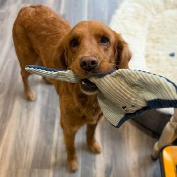 Golden Retriever Dogs Available for Adoption in Louisville, Kentucky - Maggie Salem | PetCurious