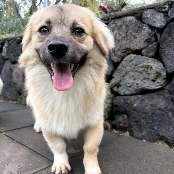 Tibetan Spaniel Dogs Available for Adoption in Keaau, Hawaii - AIR-Stray-12987 | PetCurious