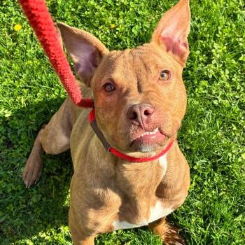 Mixed Breed Dogs Available for Adoption in Oak Brook, Illinois - Javier | PetCurious