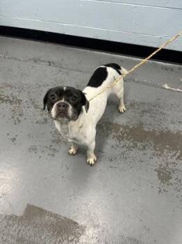 Moon -  Pug and Jack Russell Terrier Dog for Adoption in Sacramento, California - Moon | PetCurious