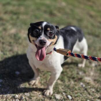 Rescue Chihuahua Dogs for Adoption in Mansfield, Texas - Blaze | PetCurious