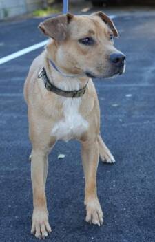Parker -  Labrador Retriever and Mixed Breed Dog for Adoption in Bowling Green, Kentucky - Parker | PetCurious