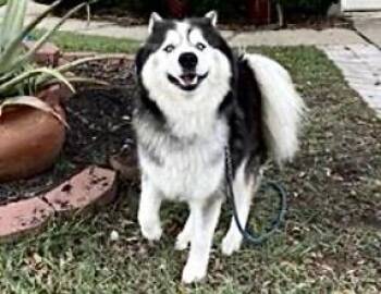 Husky Dogs Available for Adoption in Houston, Texas - A654263 | PetCurious