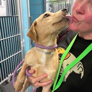 Currane -  Labrador Retriever Dog for Adoption in Broomfield, Colorado - Currane | PetCurious