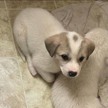 Mixed Breed Dogs Available for Adoption in Raleigh, North Carolina - Martha | PetCurious