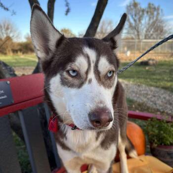Rescue Husky Dogs for Adoption in Elyria, Ohio - Range | PetCurious