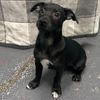 Clovis -  Terrier Dog for Adoption in Fresno, California - Clovis | PetCurious
