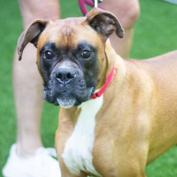 Bo 22555 -  Boxer Dog for Adoption in Cumming, Georgia - Bo 22555 | PetCurious