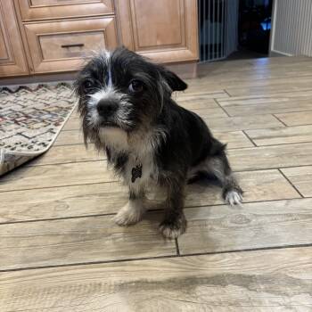 French Bulldog and Maltese Dogs Available for Adoption - 10 Month Old Frenchie Mix  | PetCurious