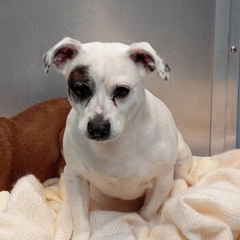 Kane -  Jack Russell Terrier Dog for Adoption in Philadelphia, Pennsylvania - Kane | PetCurious