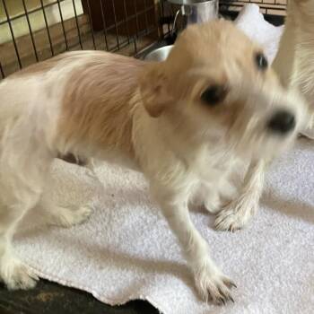 Bubba -  Wirehaired Terrier and Mixed Breed Dog for Adoption in Calverton, New York - Bubba | PetCurious