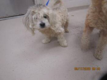 (300) -  Poodle Dog for Adoption in Marietta, Georgia - (300) | PetCurious