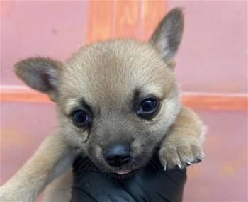 ALTHEA -  Chihuahua and Mixed Breed Dog for Adoption in San Bernardino, California - ALTHEA | PetCurious