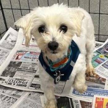 Maltese Dogs Available for Adoption - Lucy D10699 | PetCurious