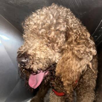 Mixed Breed Dogs Available for Adoption in Philadelphia, Pennsylvania - Fraggle | PetCurious