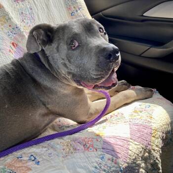 American Staffordshire Terrier Dogs Available for Adoption in Houston, Texas - Blue | PetCurious