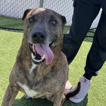 Rudy- Regal resident, adoption fees waived! -  Mixed Breed Dog Available for Adoption in Bristol, Indiana - Rudy- Regal Resident, Adoption Fees Waived! | PetCurious