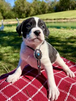 Joshua -  Pointer and Boxer Dog for Adoption in Pittsboro, North Carolina - Joshua | PetCurious
