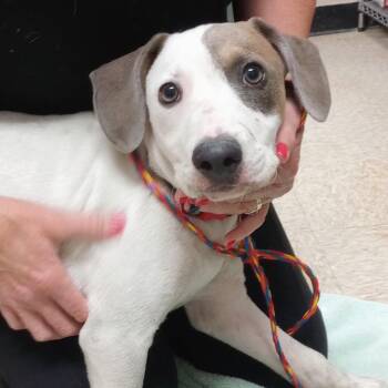 Pointer Dogs Available for Adoption in Bullhead City, Arizona - PUPPY 04/19/2026 | PetCurious