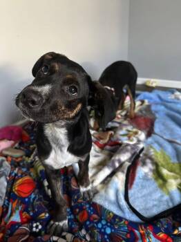 Australian Shepherd and Terrier Dogs Available for Adoption in Muskego, Wisconsin - Pringle The Handsome Puppy! | PetCurious