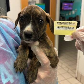 Dolly -  Mixed Breed Dog for Adoption in Charleston, West Virginia - Dolly | PetCurious
