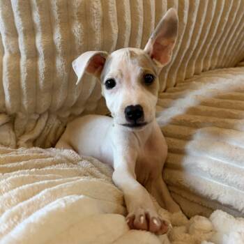 Shortcake -  Jack Russell Terrier and Beagle Dog for Adoption - Shortcake | PetCurious