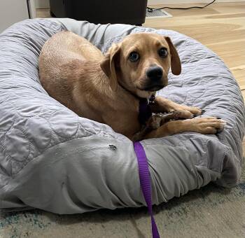 Mixed Breed Dogs Available for Adoption - Zoe | PetCurious