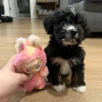Havanese Dogs Available for Adoption in New York, New York - Leroy | PetCurious