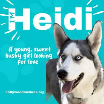 Heidi -  Husky and Siberian Husky Dog for Adoption in Los Angeles, California - Heidi | PetCurious